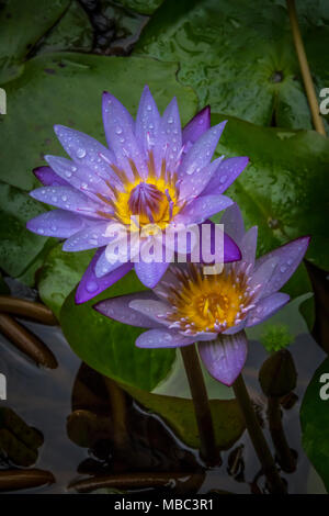 Schöne Seerose closeup Bild aufgenommen wurde, nachdem der Regen aufgehört Stockfoto