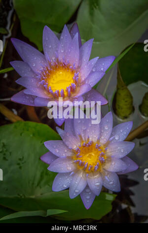 Schöne Seerose closeup Bild aufgenommen wurde, nachdem der Regen aufgehört Stockfoto