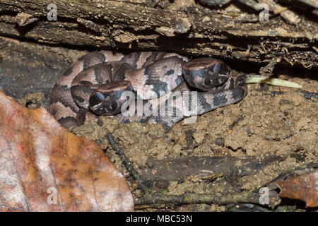 Frisch geschlüpfte cottonmouths kurz vor ihrem ersten mausern. Stockfoto