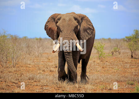 Afrikanischer Elefant (Loxodonta africana), erwachsener Männer, Stier in Buschsavanne, Krüger Nationalpark, Südafrika Stockfoto
