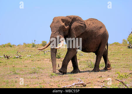Afrikanischer Elefant (Loxodonta africana), erwachsenen männlichen, Bull wandern durch Wiesen, Krüger Nationalpark, Südafrika Stockfoto