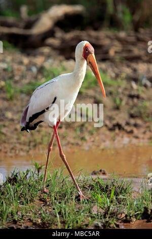 Afrikanischer Nimmersatt (mycteria Ibis), Erwachsener, Fortschritte durch das Wasser, Krüger Nationalpark, Südafrika Stockfoto