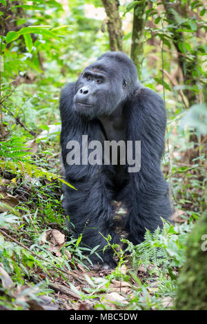 Berggorilla (Gorilla beringei beringei), Silverback, Bwindi Impenetrable Nationalpark, Uganda Stockfoto