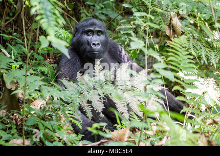 Berggorilla (Gorilla beringei beringei) sitzt in den Regenwald, Bwindi Impenetrable Nationalpark, Uganda Stockfoto