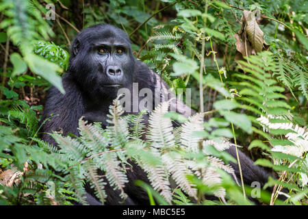 Berggorilla (Gorilla beringei beringei) sitzt in den Regenwald, Bwindi Impenetrable Nationalpark, Uganda Stockfoto