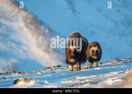 Moschus Ochsen (Ovibos moschatus), Mutter und junges Tier im Winter in der Tundra, dovrefjell-sunndalsfjella Nationalpark, Norwegen Stockfoto