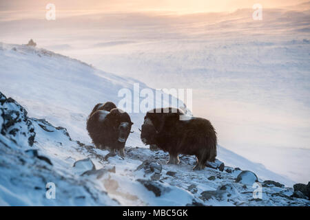 Moschus Ochsen (Ovibos moschatus), hinterleuchtet, auf verschneiten Berghang, sunndalsfjella Nationalpark Dovrefjell, Norwegen Stockfoto