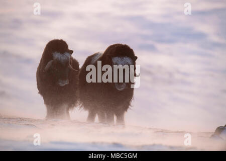 Moschus Ochsen (Ovibos moschatus), zwei junge Tiere, sunndalsfjella Nationalpark Dovrefjell, Norwegen Stockfoto