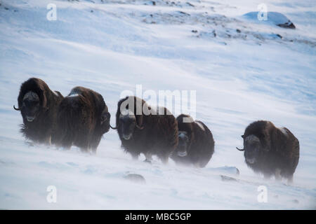 Moschus Ochsen (Ovibos moschatus) im Schneesturm, sunndalsfjella Nationalpark Dovrefjell, Norwegen Stockfoto