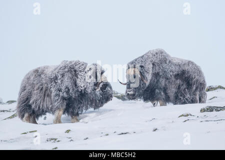 Moschus Ochsen (Ovibos moschatus), zwei Männer in einem Schneesturm, dovrefjell-sunndalsfjella Nationalpark, Norwegen Stockfoto