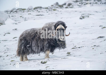 Moschusochsen (Ovibos moschatus), Männlich in einem Schneesturm, dovrefjell-sunndalsfjella Nationalpark, Norwegen Stockfoto