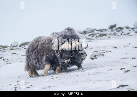 Moschus Ochsen (Ovibos moschatus), zwei Männer in einem Schneesturm, dovrefjell-sunndalsfjella Nationalpark, Norwegen Stockfoto