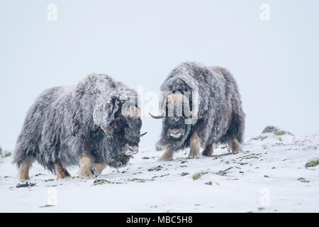 Moschus Ochsen (Ovibos moschatus), zwei Männer in einem Schneesturm, dovrefjell-sunndalsfjella Nationalpark, Norwegen Stockfoto