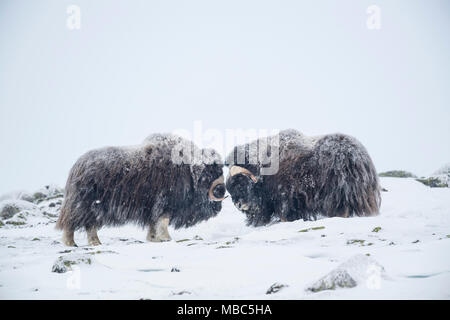 Moschus Ochsen (Ovibos moschatus), zwei Männer in einem Schneesturm, dovrefjell-sunndalsfjella Nationalpark, Norwegen Stockfoto