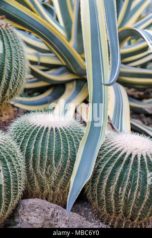 Bilder von Barrel Cactus indigenen in der nordamerikanischen Wüsten. Allgemein in den Mohave, Sonora und Chihuahua Wüste gefunden. Stockfoto