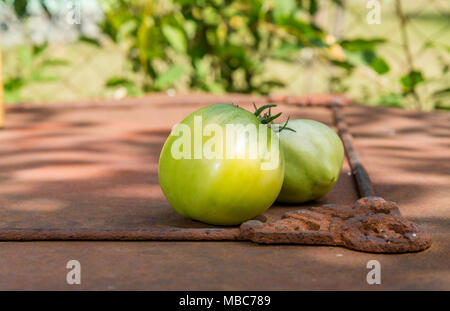 Homegrown grüne Tomaten Stockfoto