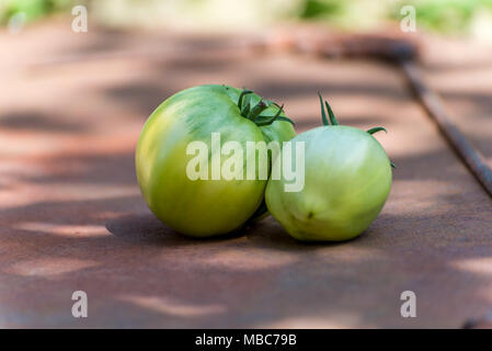 Homegrown grüne Tomaten Stockfoto