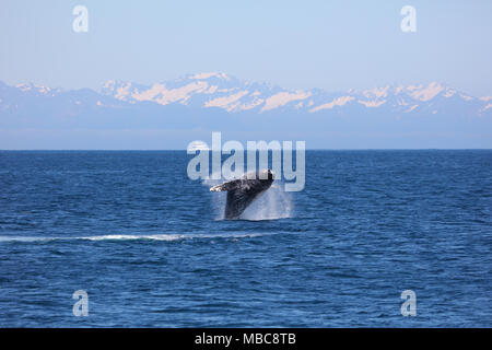 Buckelwal Verletzung Sprung aus dem Pazifischen Ozean in Kenai Fjords National Park, Alaska Stockfoto