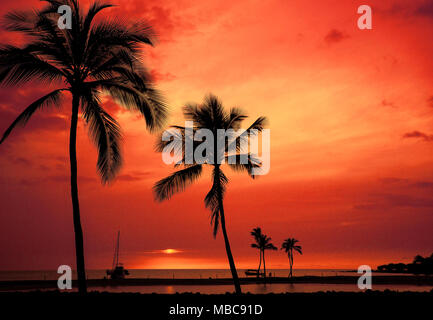 Hawaiian Palme Silhouette Sonnenuntergang auf Big Island Anaehoomalu Bucht Stockfoto