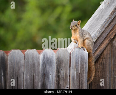 Cute östlichen Fuchs Eichhörnchen (sciurus Niger) sitzen auf einem hölzernen Zaun im Hinterhof. Natürlichen, grünen Hintergrund mit kopieren. Stockfoto