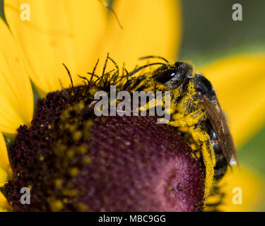 Pollen verkrustete Biene auf Sonnenblumen Stockfoto