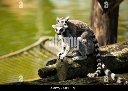 Ein Ring-tailed Lemur (Lemur catta) trägt ein Jugendlicher lemur auf dem Rücken. Stockfoto