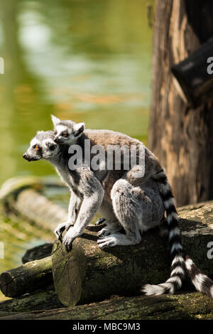 Ein Ring-tailed Lemur (Lemur catta) trägt ein Jugendlicher lemur auf dem Rücken. Stockfoto
