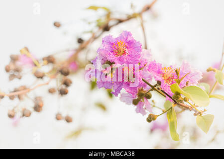 Lagerstroemia macrocarpa Wand Blume, Lythraceae, Blume der Königin. Stockfoto