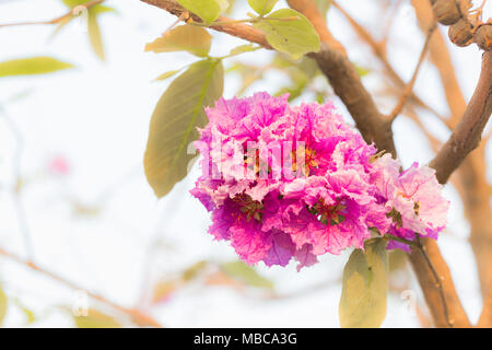 Lagerstroemia macrocarpa Wand Blume, Lythraceae, Blume der Königin. Stockfoto