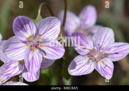Frühlings-Fee im grünen Kleid - 1 Stockfoto, Bild: 48231449 - Alamy