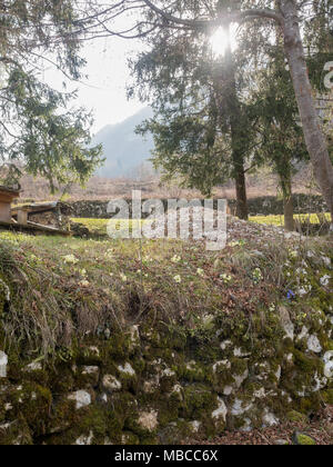 Felder und Wälder im Trentino srpingtime viel Blume Veilchen und schlüsselblumen Stockfoto