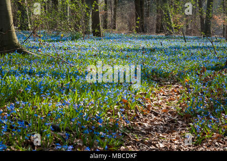 Blaue Blumen der Scilla Blausterne blühen. Helle Frühling Blumen von Scilla Bifolia in Wald Stockfoto