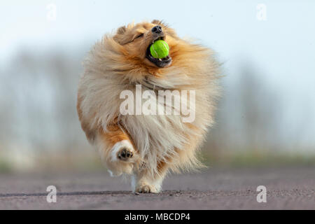 Ein Shetland sheepdog Fänge eine kleine Kugel Stockfoto