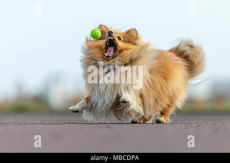 Ein Shetland sheepdog Fänge eine kleine Kugel Stockfoto