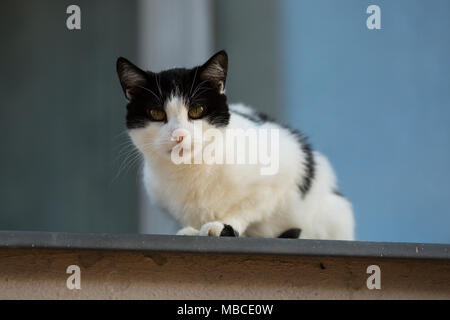 Eine schwarz-weiße Katze schaut von oben auf eine Mauer in Berlin, Deutschland. Stockfoto