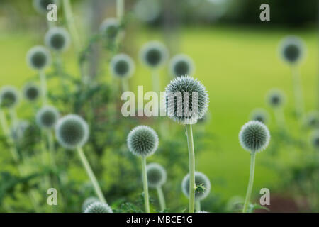 Getrocknete Globus Disteln (Echinops) im Sommergarten in Berlin, Deutschland. Stockfoto