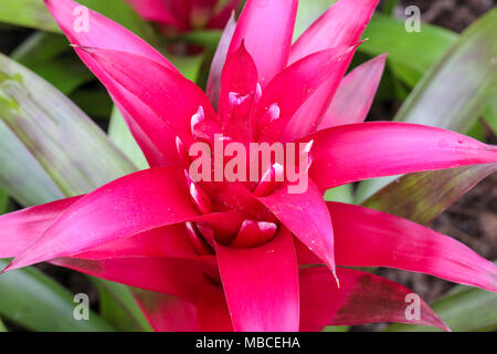 Beeindruckende Nahaufnahmen von einzelnen roten saftigen Blume. Stockfoto