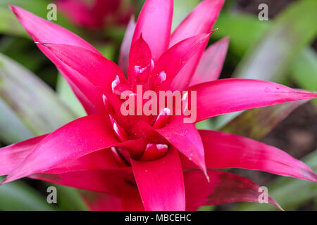 Beeindruckende Nahaufnahmen von einzelnen roten saftigen Blume. Stockfoto