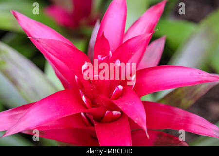 Beeindruckende Nahaufnahmen von einzelnen roten saftigen Blume. Stockfoto