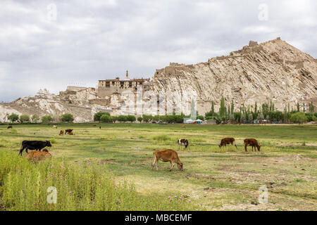 Die shey Kloster und Schloss komplex sind Osten Leh, Ladakh knapp über der Aue des Flusses Indus entfernt. Stockfoto