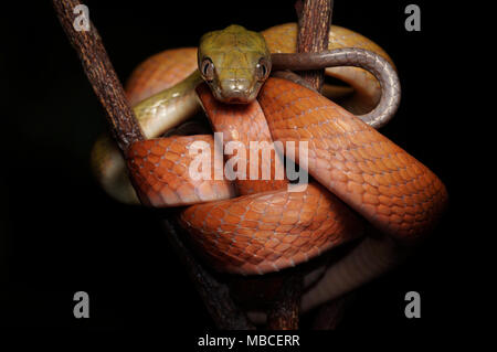 Schwarze Katze Schlange Boiga nigriceps vorangegangen Stockfoto