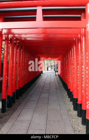 Die Linie der Shintō-Tore, und Mädchen unter selfie am Ende des Tunnels. In Inuyama Schrein, Japan - Februar 2018 getroffen Stockfoto