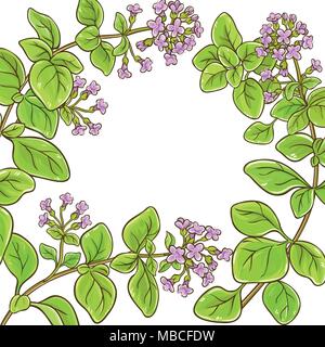 Oregano Zweig vektor Rahmen auf whte Hintergrund Stock Vektor