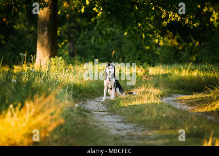 Junge Happy Husky Eskimo Dog Sitting In Waldweg Outdoor. Sommer oder Frühling Stockfoto