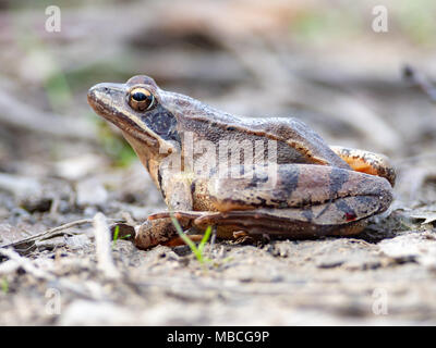 Europäische Grasfrosch (Rana temporaria) in National Nature Reserve Sur, Slowakei Stockfoto