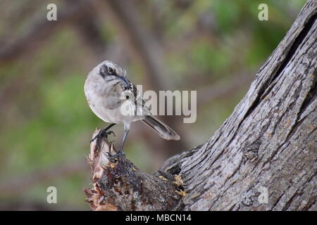 San Cristóbal mockingbird (Mimus melanotis) im Baum, Galapagos thront. Stockfoto