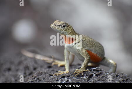 San Cristóbal lava Lizard (Microlophus bivittatus) weibliche Aalen und Kamera Stockfoto