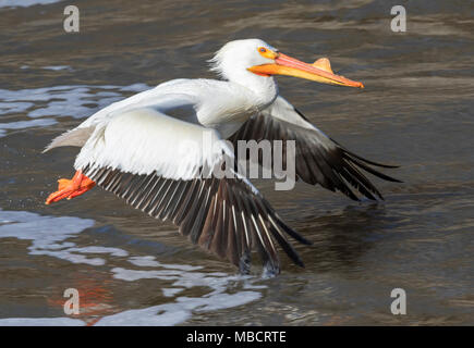 American White Pelican (Pelecanus erythrorhynchos) Zucht im Gefieder, Saylorville, Iowa, USA Stockfoto