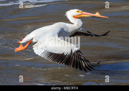 American White Pelican (Pelecanus erythrorhynchos) in Zucht Gefieder weg vom Wasser, Saylorville, Iowa, USA Stockfoto