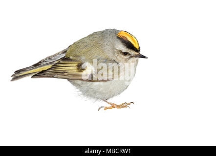 Golden gekrönte kinglet oder Goldcrest (Regulus satrapa) auf weißem Hintergrund mit Freistellungspfad enthalten. Stockfoto